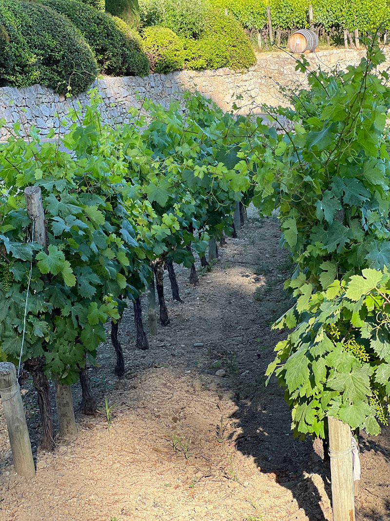 lavignedemougins-vineyard