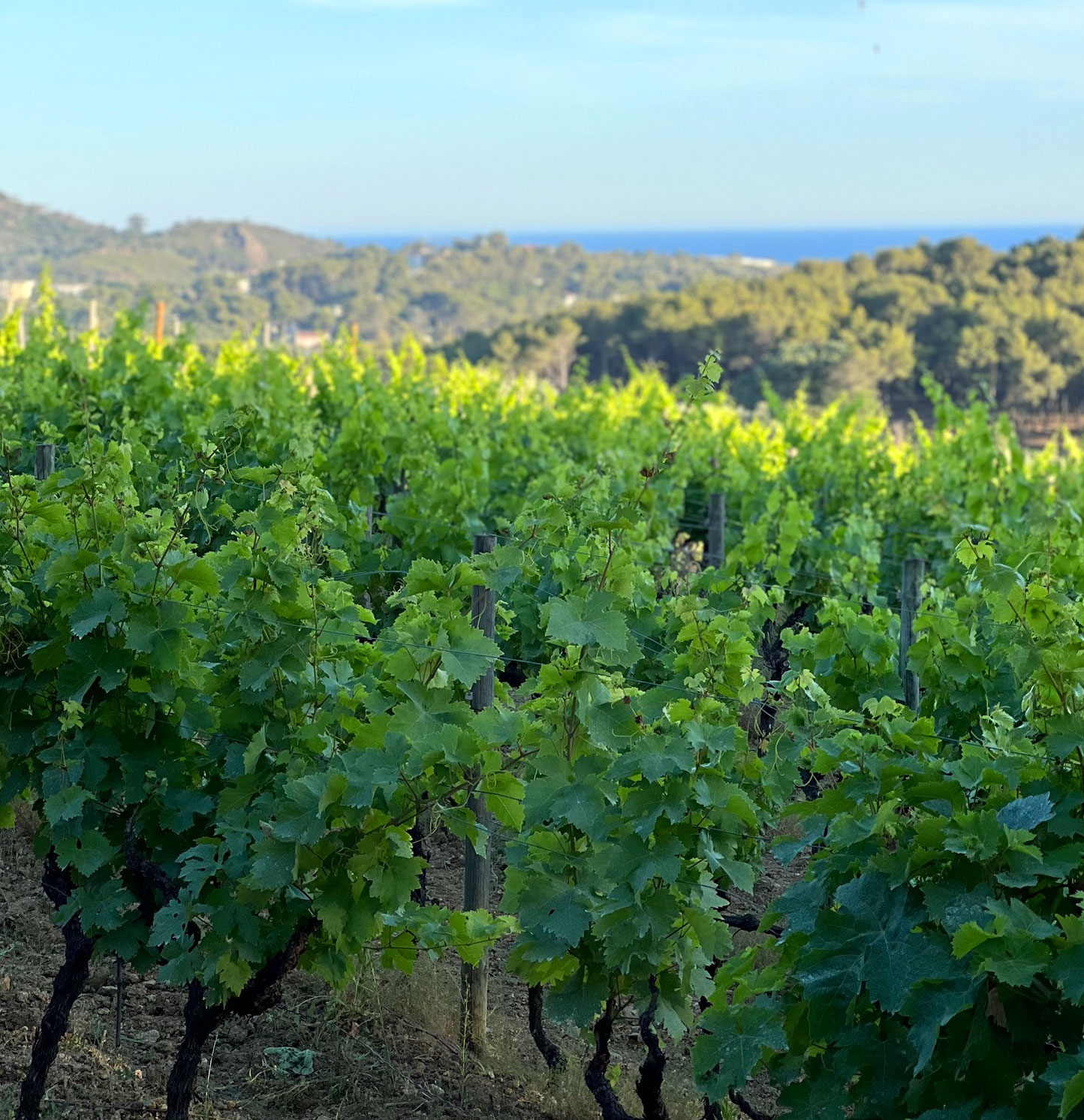 seaview-vineyard