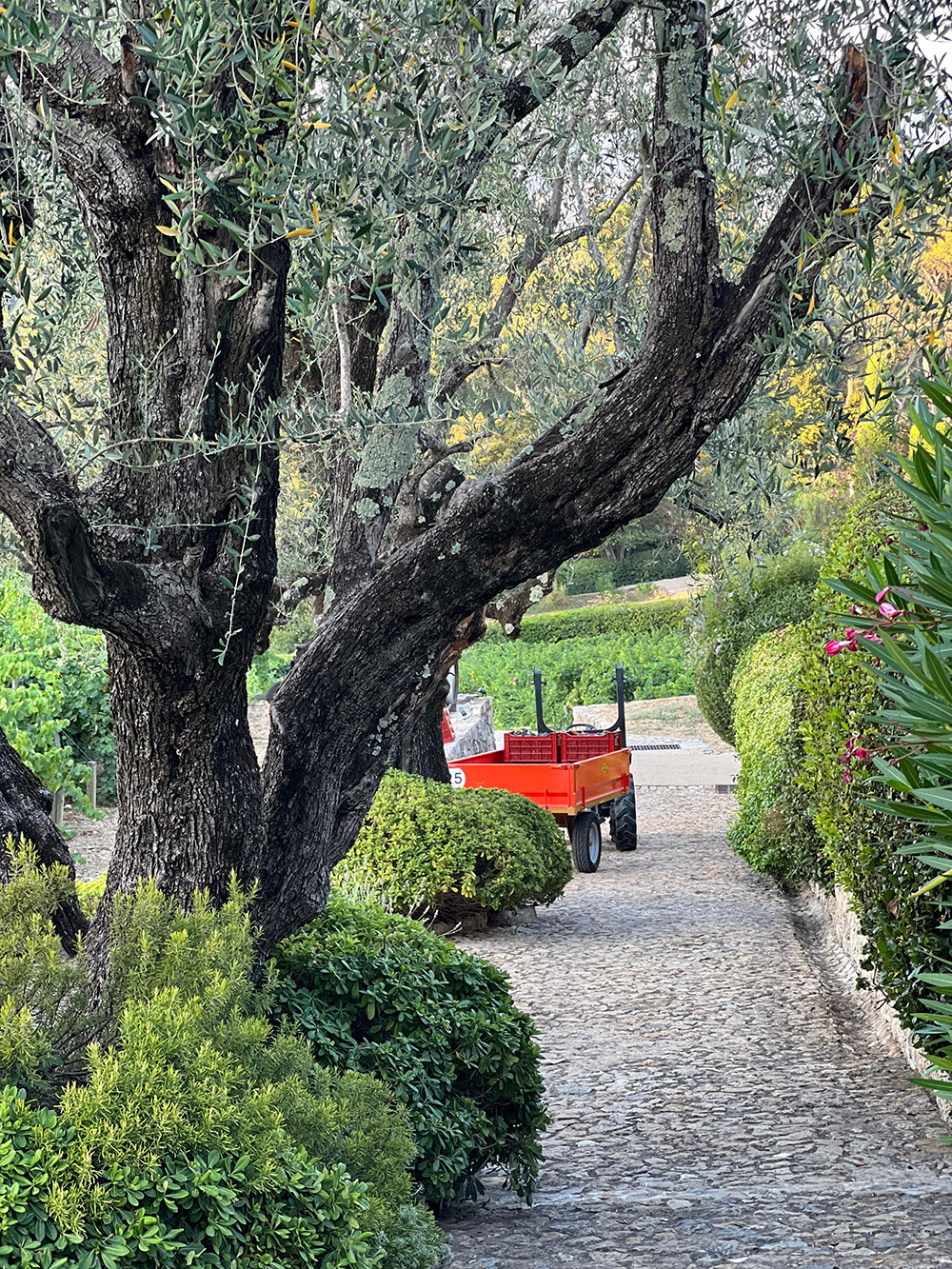 wine-mougins