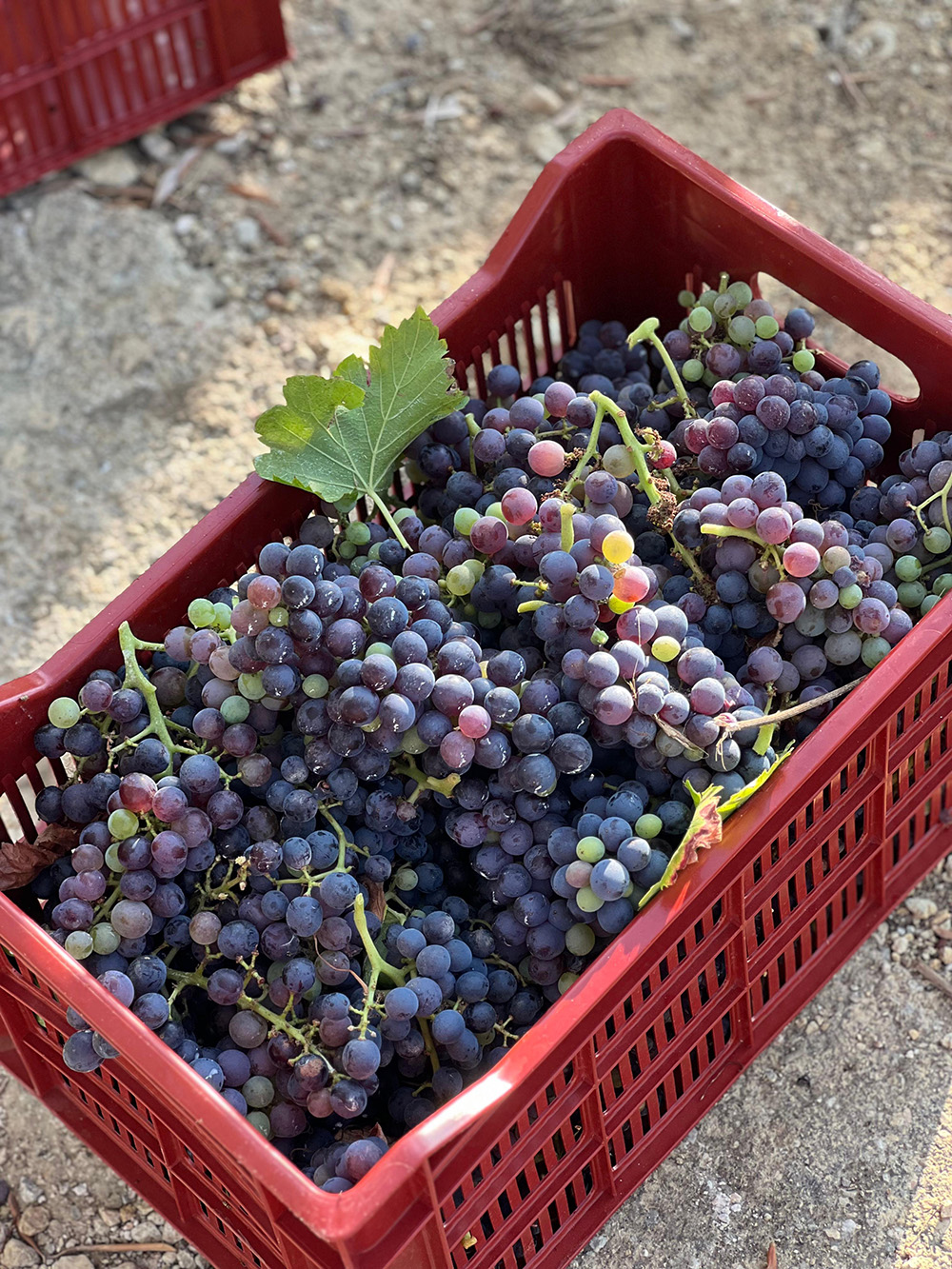 wine-tasting-mougins